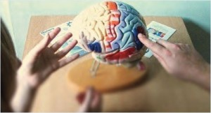 Model of Human Brain