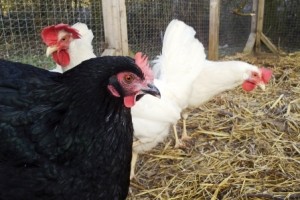 Headway Hens