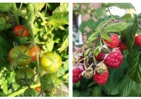 Tomatoes & Raspberries